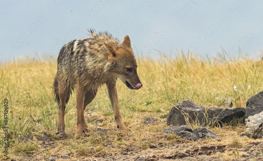 Golden Jackal in a natural habitat Golden Jackal in a natural habitat