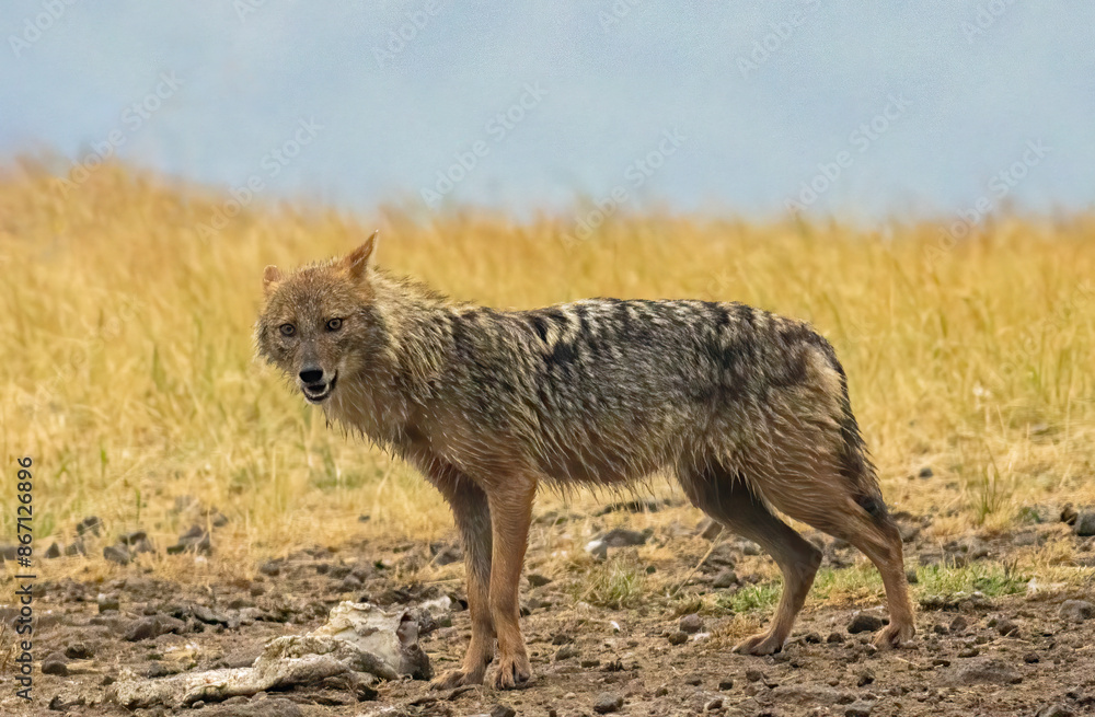 Golden Jackal in a natural habitat Golden Jackal in a natural habitat