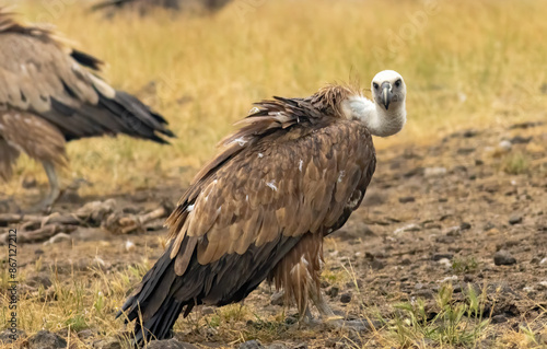 Griffon Vulture (Gyps fulvus) on feeding station