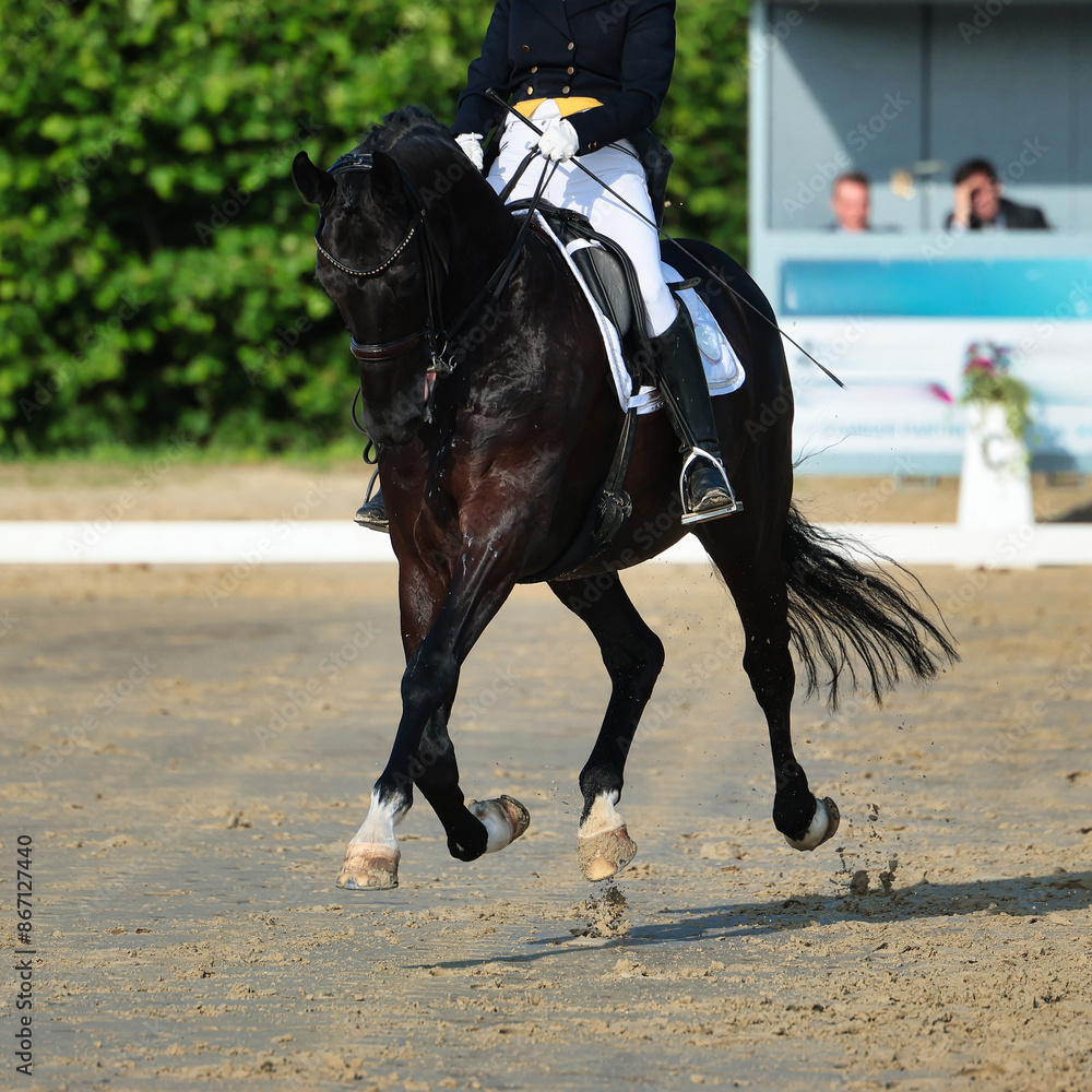 Dressage horse close-up in the test, dressage S curb.. Dressage horse close-up in the test, dressage S curb..