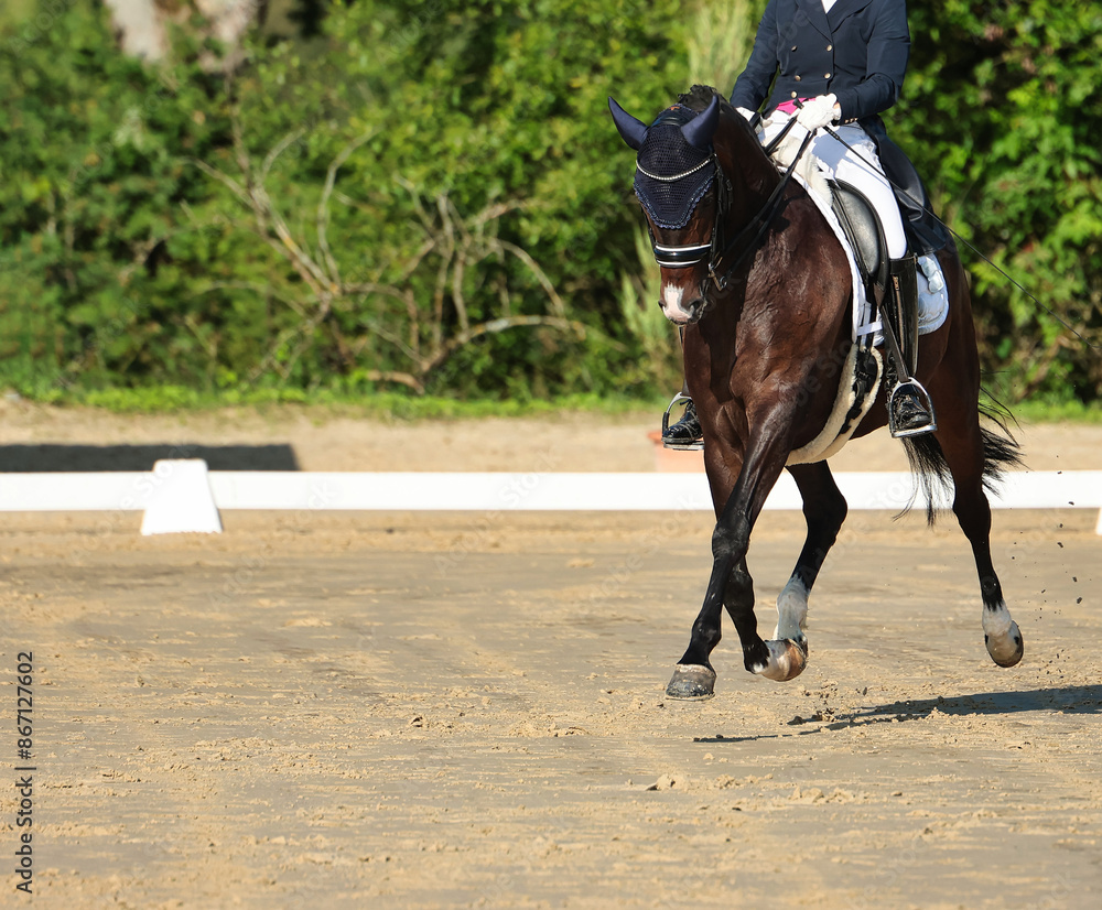 Dressage horse close-up in the test, dressage S curb.. Dressage horse close-up in the test, dressage S curb..