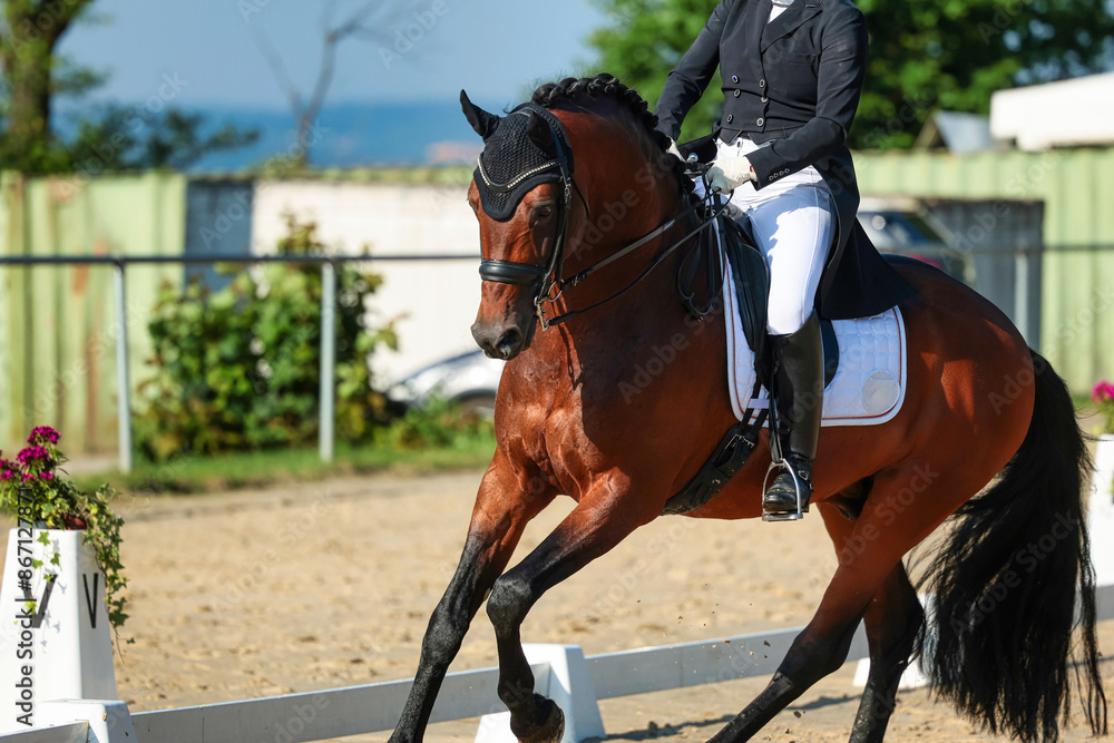 Dressage horse close-up in the test, dressage S curb.. Dressage horse close-up in the test, dressage S curb..