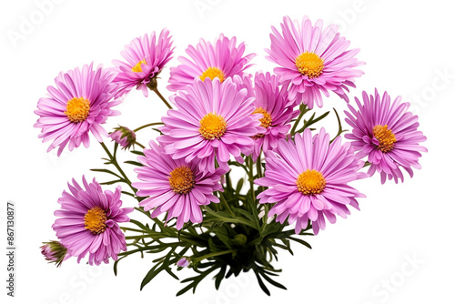 Colorful Aster flowers bunch On PNG or Transparent Background. © Studio