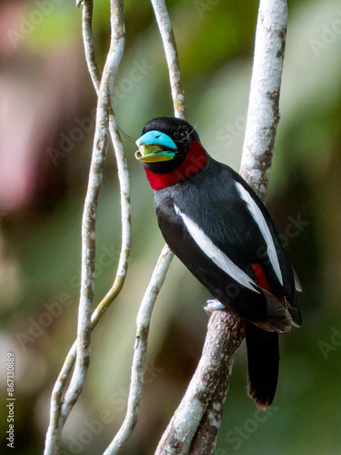 Black and Red Broadbill in Borneo, Malaysia photo