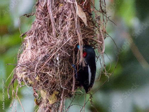 Black and Red Broadbill in Borneo, Malaysia photo