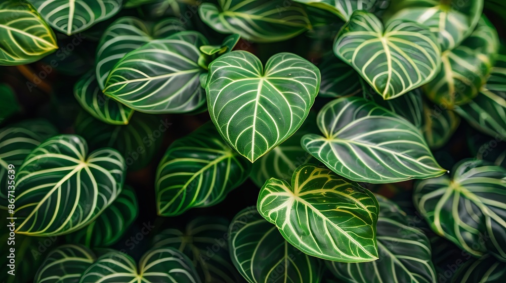 Green tropical plant close-up Green tropical plant close-up
