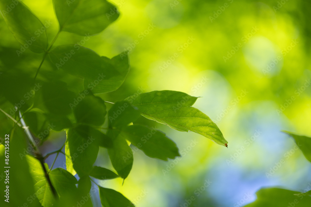 Beautiful bright green ash tree leaves in the sunny forest. Natural summer scenery of woodlands in Latvia. Beautiful bright green ash tree leaves in the sunny forest. Natural summer scenery of woodlands in Latvia.
