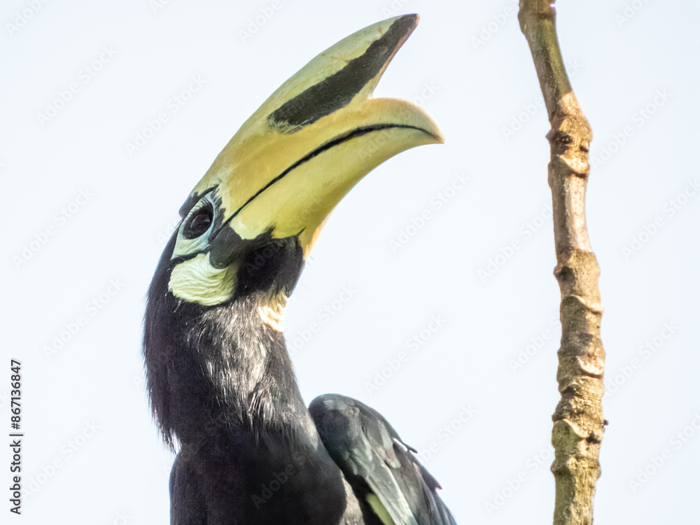 Fototapeta premium Oriental Pied Hornbill in Borneo, Malaysia