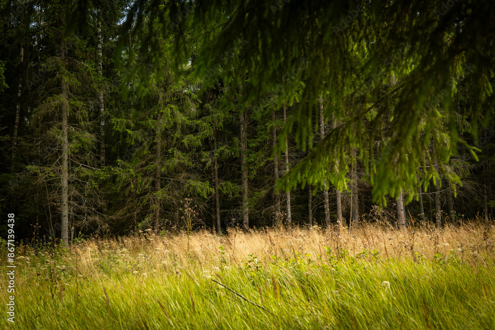 A small forest meadow with grass during summer day. Natural scenery of rural Latvia. A small forest meadow with grass during summer day. Natural scenery of rural Latvia.