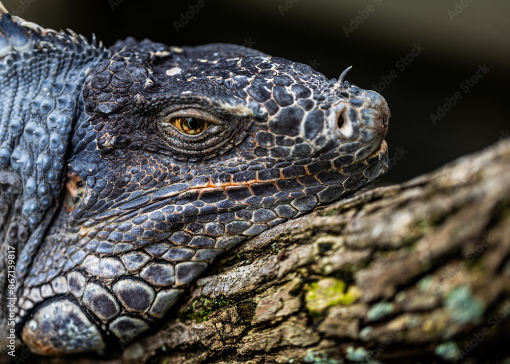 Obraz premium イグアナ