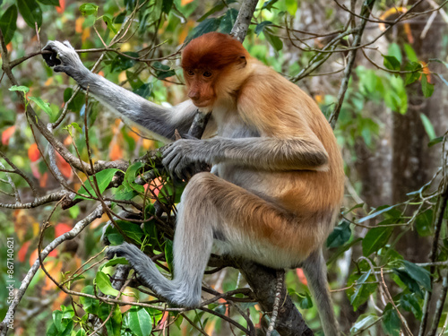 Wild Proboscis Monkey in Borneo, Malaysia © Imogen