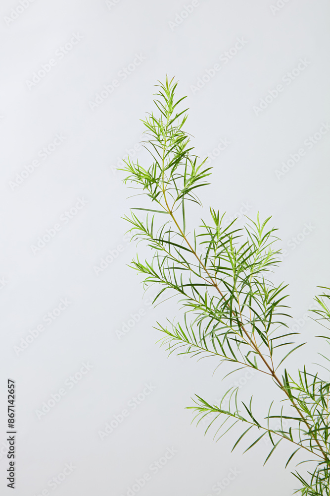 The background photo with minimalist style for cosmetic has tea tree oil ingredient, was taken from front angle. Green tea tree plant isolated on the white texture, copy space for text The background photo with minimalist style for cosmetic has tea tree oil ingredient, was taken from front angle. Green tea tree plant isolated on the white texture, copy space for text