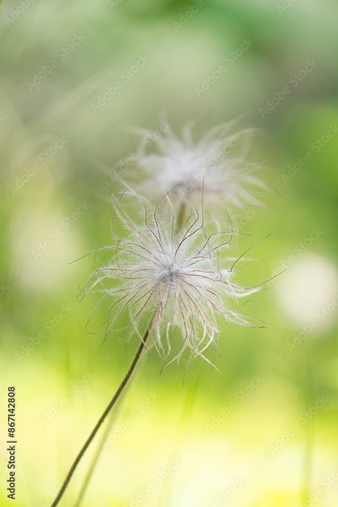 Fototapeta premium Beautiful summer plants growing in the forest. Natural woodlands scenery of Latvia.