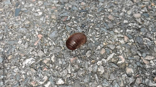 Closeup of a pill millipede bug moving on the ground photo