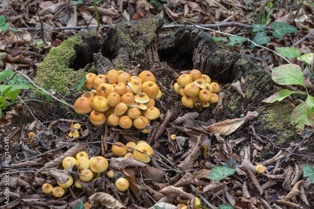 a colony of saprophyte fungi that populated the tree species, autumn yellowed mushroom caps a colony of saprophyte fungi that populated the tree species, autumn yellowed mushroom caps