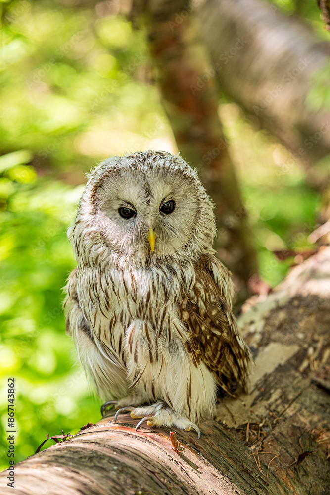 Ural owl (Strix uralensis) on a blurry summer greenery. Cute baby owl. Copy space. Concepts of wisdom, funny pet, amulet, summer time, vacation, circadian rhythms, vision, biological illustration Ural owl (Strix uralensis) on a blurry summer greenery. Cute baby owl. Copy space. Concepts of wisdom, funny pet, amulet, summer time, vacation, circadian rhythms, vision, biological illustration