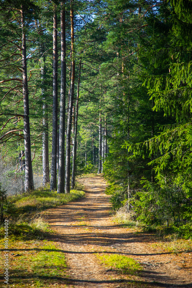 Obraz premium A beautiful summer forest with a small road. Bright, colorful scenery of rural Latvia, Northern Europe.