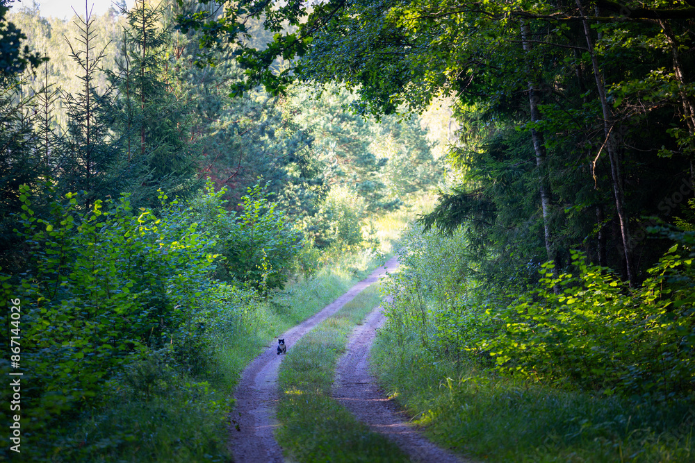 A beautiful summer forest with a small road. Bright, colorful scenery of rural Latvia, Northern Europe. A beautiful summer forest with a small road. Bright, colorful scenery of rural Latvia, Northern Europe.