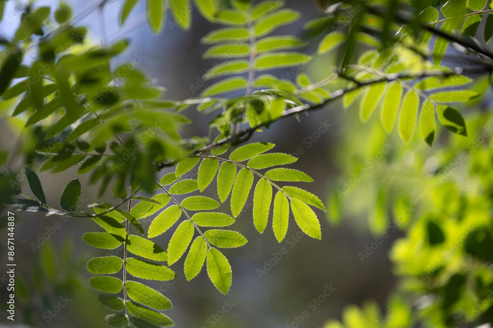 Bright green rowan tree leaves in the summer forest. Natural scenery of sunny woodlands in Latvia.