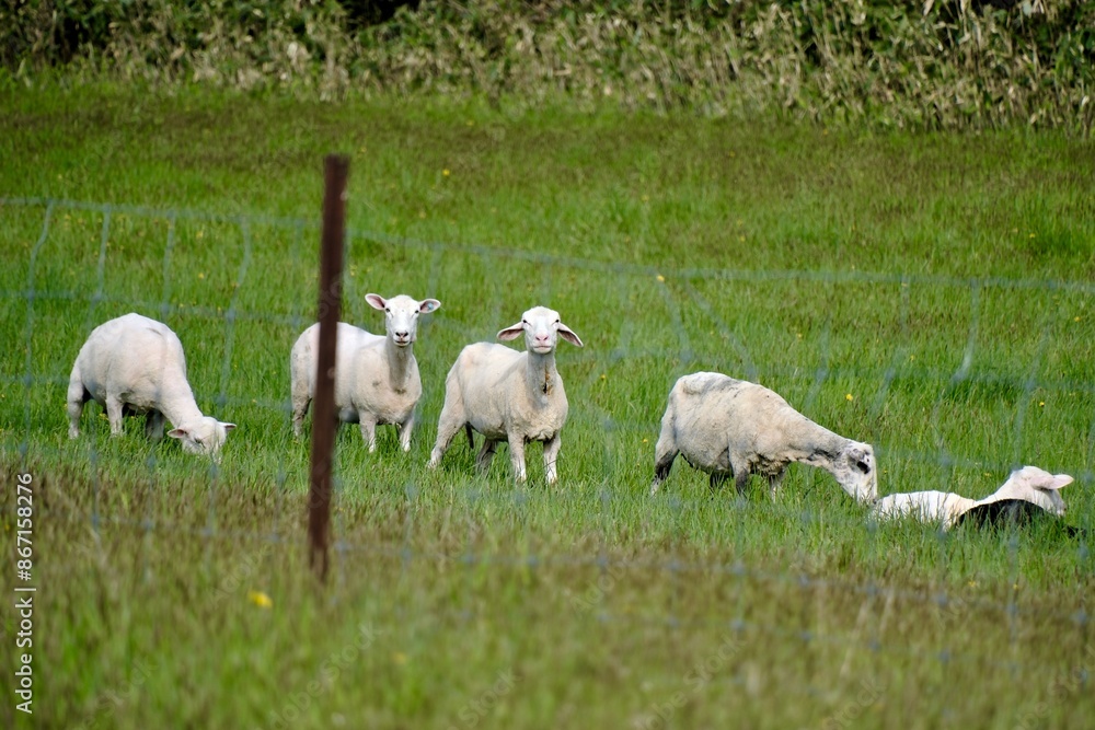 Obraz premium 【北海道】牧場の刈りたてのヒツジ（美深）