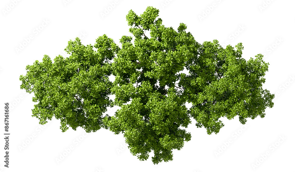 Top view parks green trees group on transparent backgrounds 3d rendering png Top view parks green trees group on transparent backgrounds 3d rendering png