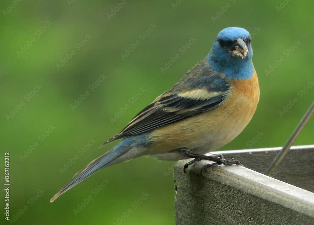 colorful blue-headed lazuli bunting perched on a feeder in early summer in broomfield, colorado colorful blue-headed lazuli bunting perched on a feeder in early summer in broomfield, colorado