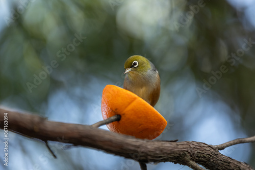 Silvereye Bird Feeding in the Garden in New Zealand photo