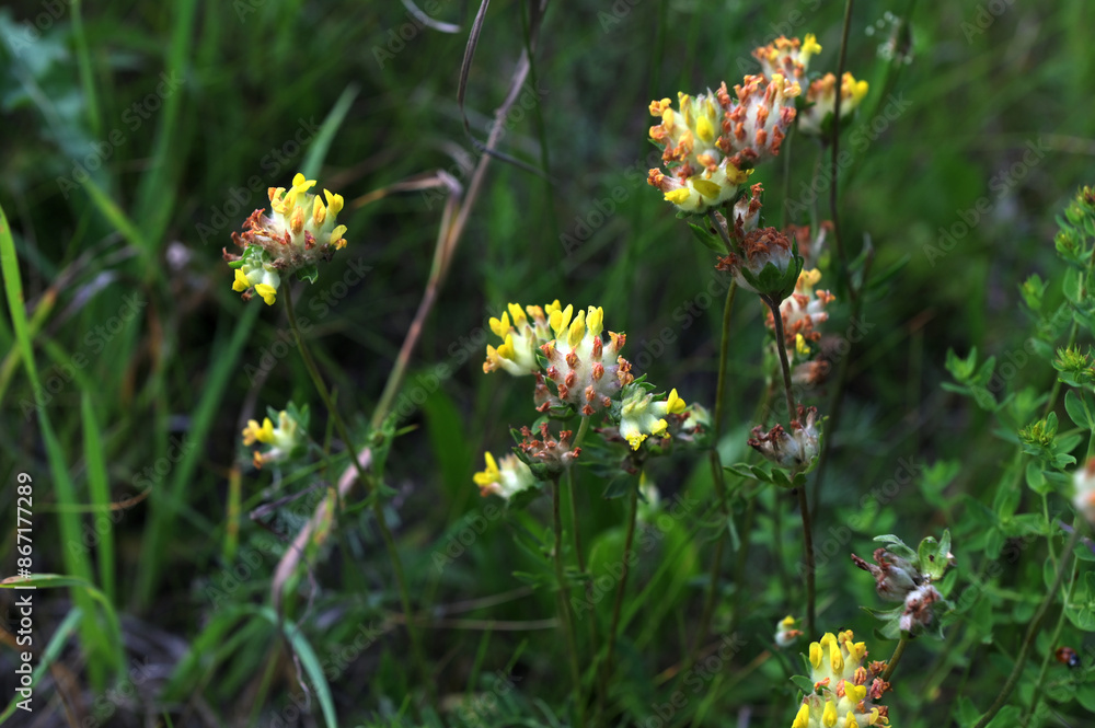 Closeup of common kidneyvetch flower (Anthyllis vulneraria) Closeup of common kidneyvetch flower (Anthyllis vulneraria)