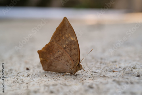 Fotografia Common Duffer Butterfly or Dischopora sondaica resting on a cement floor