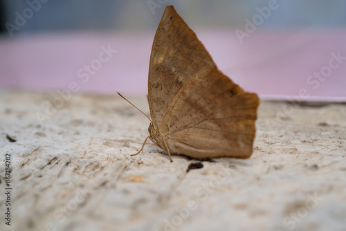 Quadro em tela Common Duffer Butterfly or Dischopora sondaica resting on a cement floor