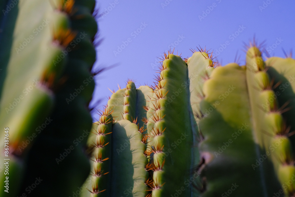 Naklejka premium Nature Photography of towering green cactus plants with a blue sky background. Textured Details of beautiful and exotic Plants in the wild. Graphic Resources. Botanical Photography. Plants Close-up. 
