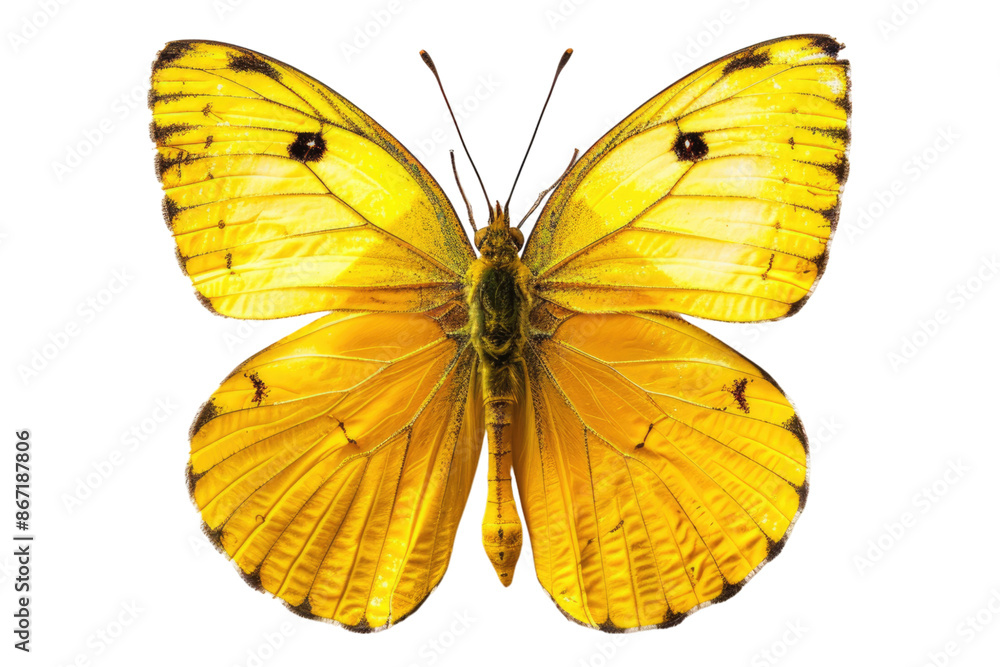 Fototapeta premium Yellow butterfly isolated on white background