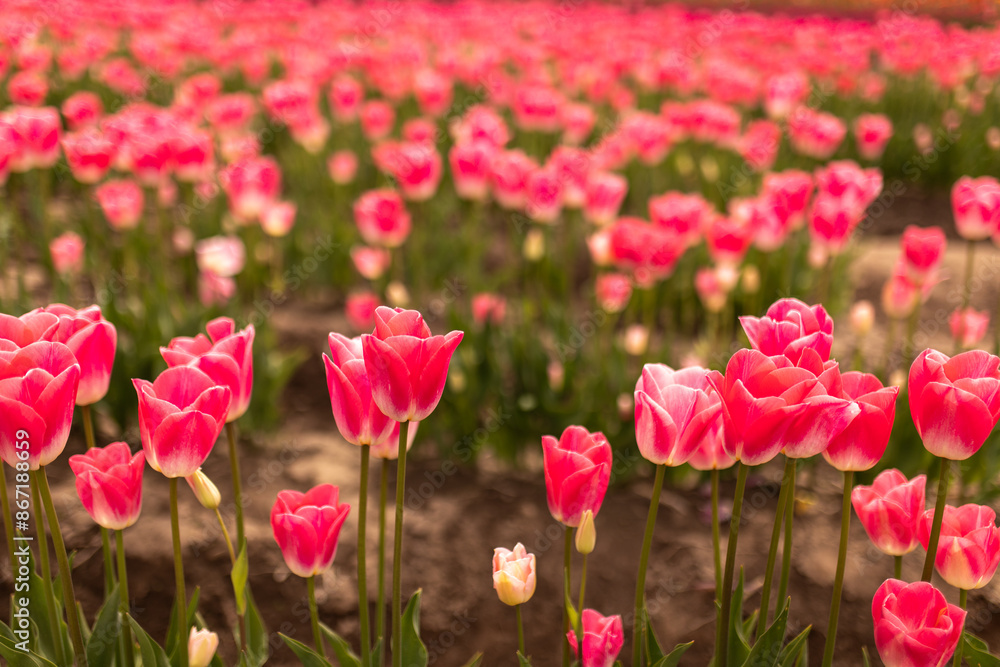 Blushing pink tulip rows in a gentle spring embrace Blushing pink tulip rows in a gentle spring embrace