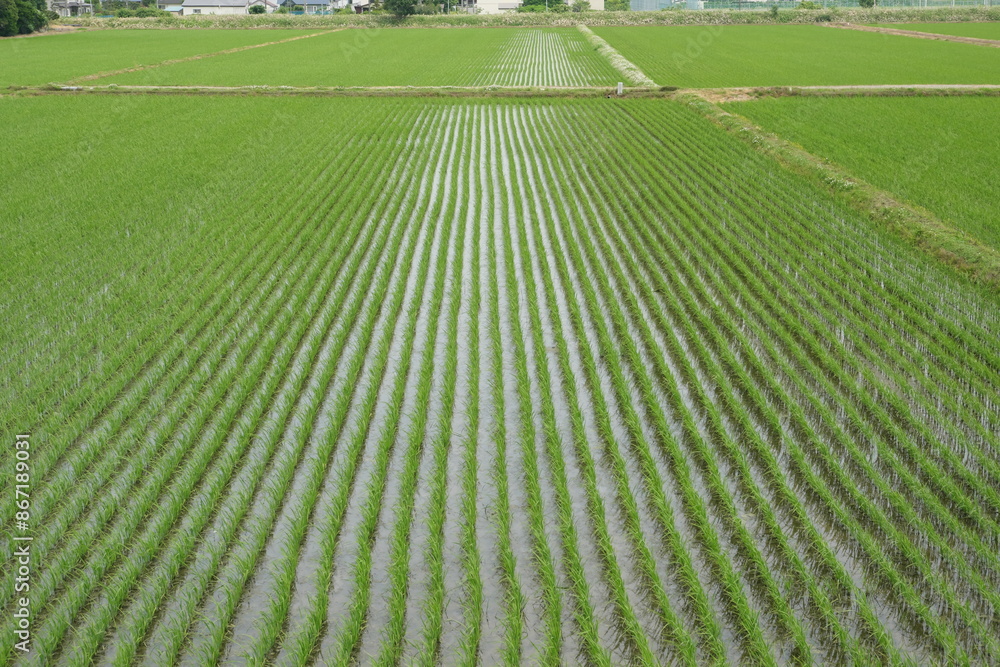 田んぼのある風景 田んぼのある風景
