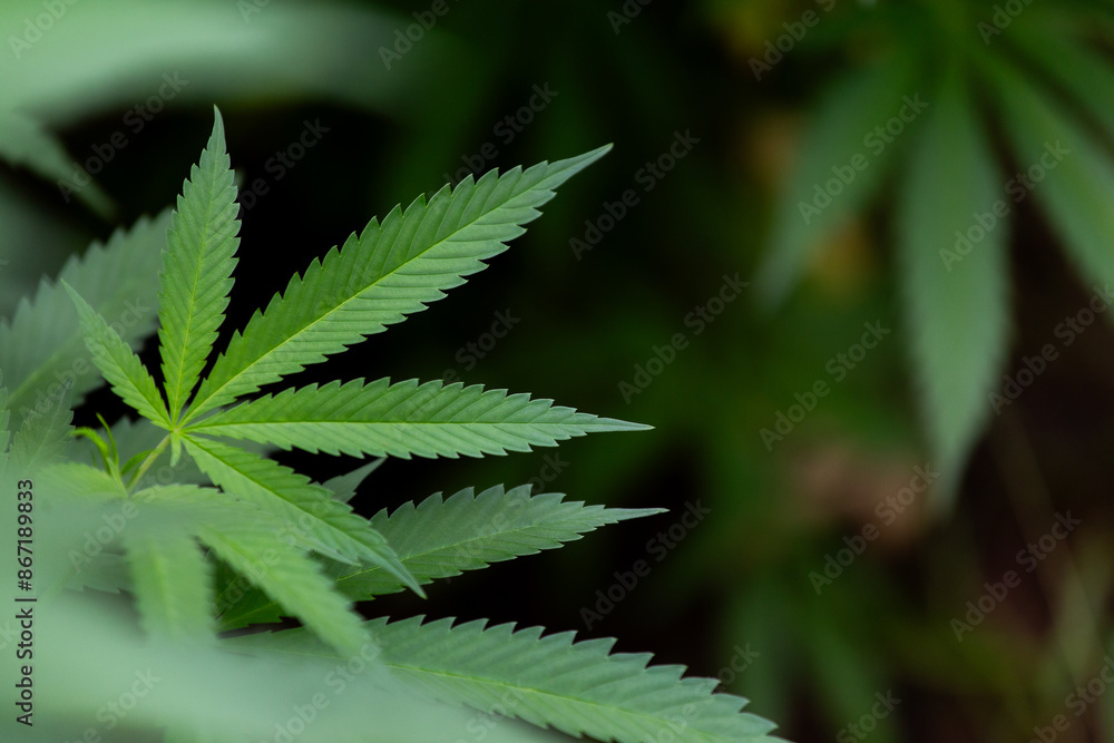 Marijuana plant growing in home garden Marijuana plant growing in home garden