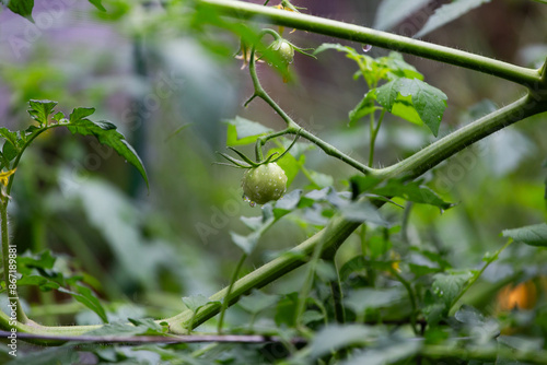 Growing single tomato on vine in home garden