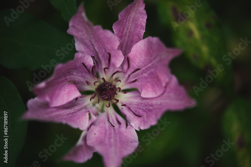 Spring pink clematis in the early morning