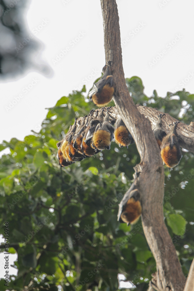 Australian bats sleeping in a line in the forest