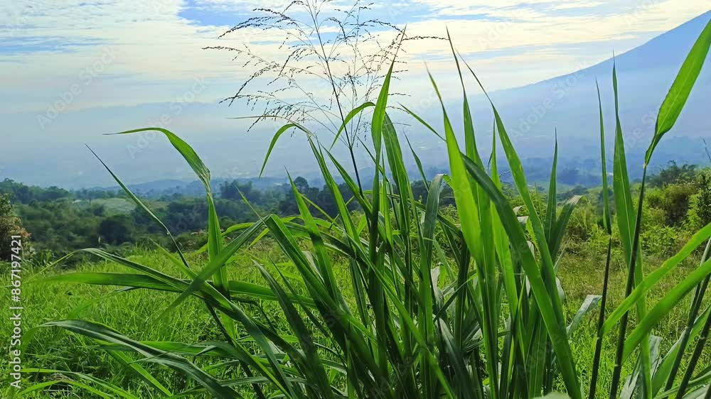 Green grass sways in the morning with the atmosphere of the sun rising over the mountains Green grass sways in the morning with the atmosphere of the sun rising over the mountains