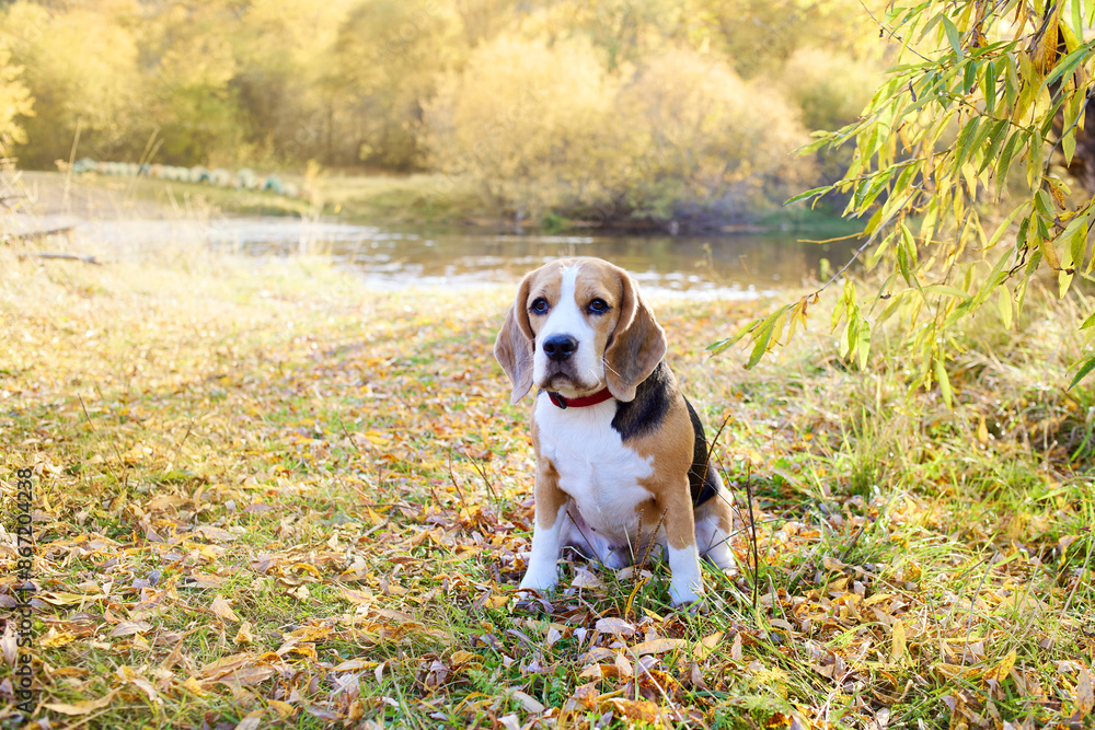 Autumn landscape. A beagle dog in a nature park on a sunny fall day Autumn landscape. A beagle dog in a nature park on a sunny fall day
