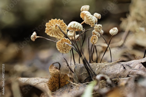 Die fragilen Halsband- oder Rädchenschwindlinge sind feine Pilz-Kunstwerke auf dem Laub des Waldbodens. Die kleinen weißlichen bis cremfarbenen Hüte stehen im Kontrast zu den dunklen, dünnen Stielen. photo