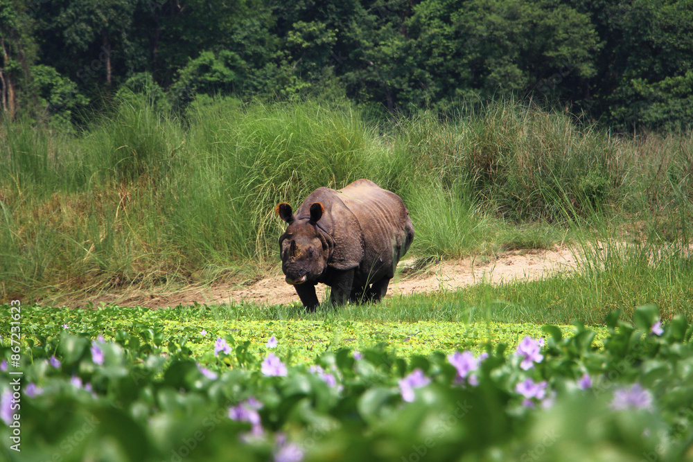 Mature one-horned rhino in the grasslands, at the edge of a river in Chitwan national park Mature one-horned rhino in the grasslands, at the edge of a river in Chitwan national park