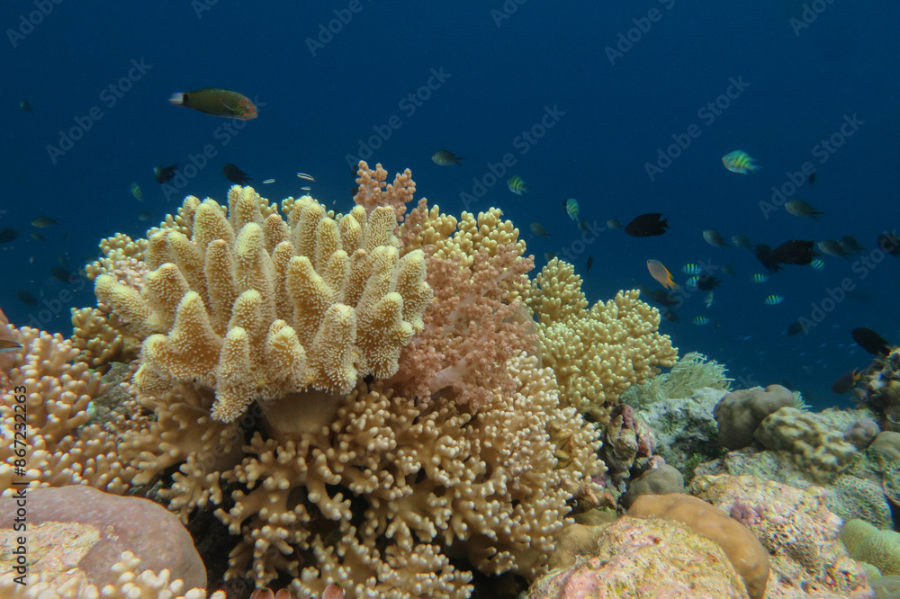 Obraz premium Colorful reef, abundance of hard and soft coral in underwater world of tropical seas of Wakatobi national Park in Indonesia