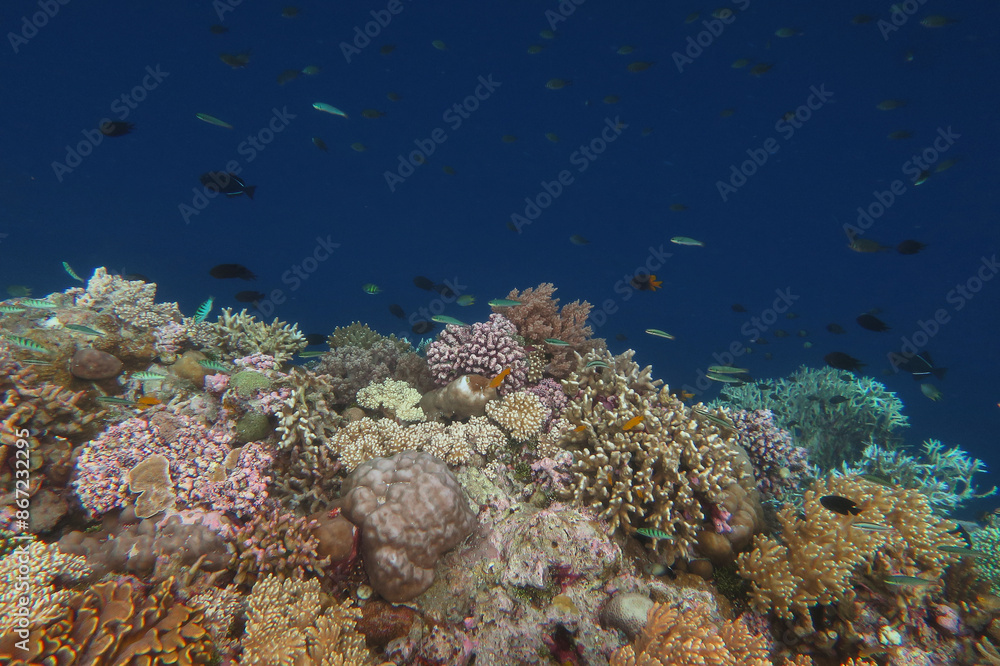 Naklejka premium Colorful reef, abundance of hard and soft coral in underwater world of tropical seas of Wakatobi national Park in Indonesia