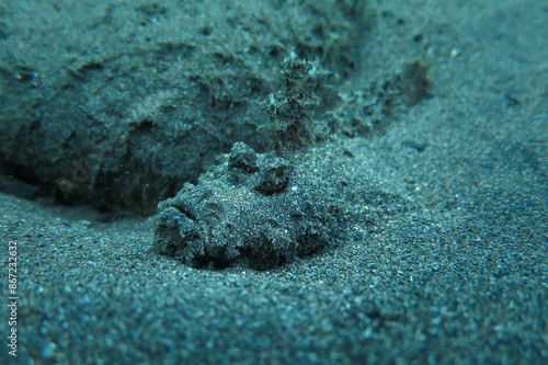 Indian walkman (Inimicus Filamentosus) scorpionfish at the sandy bottom of a tropical sea in southeast asia photo