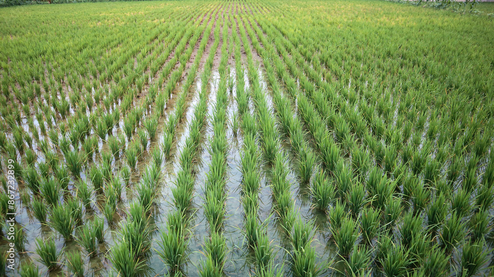 Looking at rows of green rice in cloudy weather location in lamongan, east java, indonesia Looking at rows of green rice in cloudy weather location in lamongan, east java, indonesia