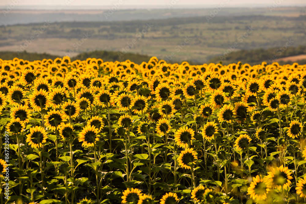 Obraz premium A beautiful field of sunflowers in the sunrise light. Agricultural life in the Republic of Moldova