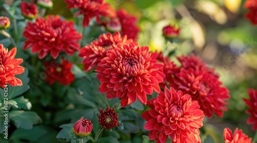 Red chrysanthemums blooming in the autumn garden