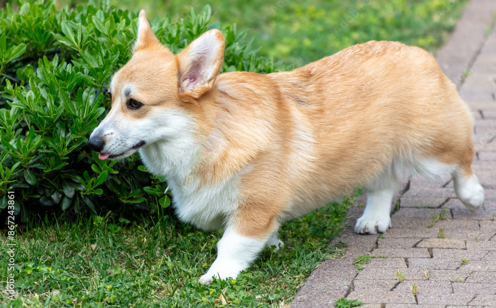 Dog on the green lawn in the park Dog on the green lawn in the park