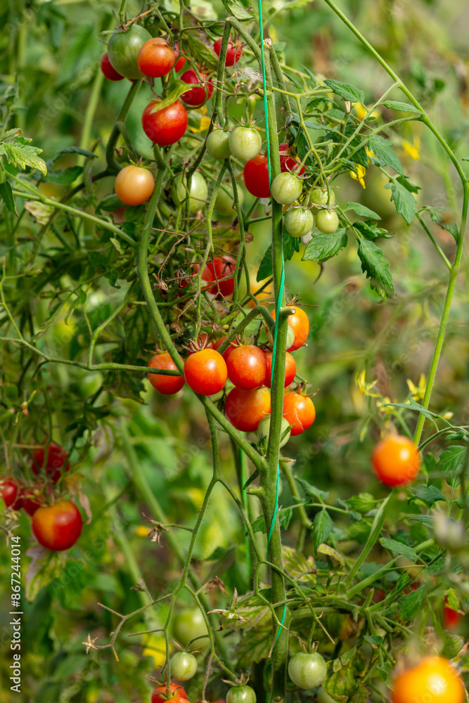Red ripe tomatoes growing in the garden Red ripe tomatoes growing in the garden
